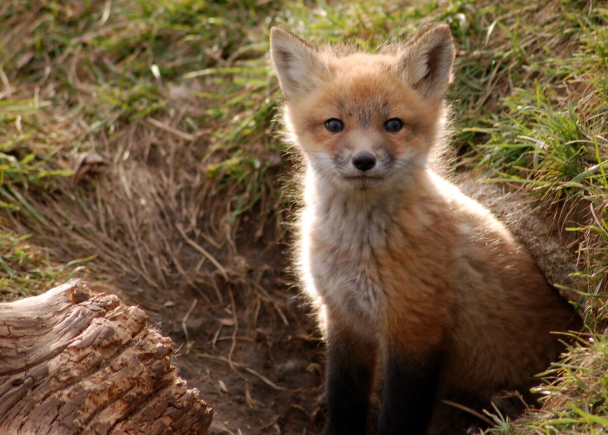 młody lis stojący w norze