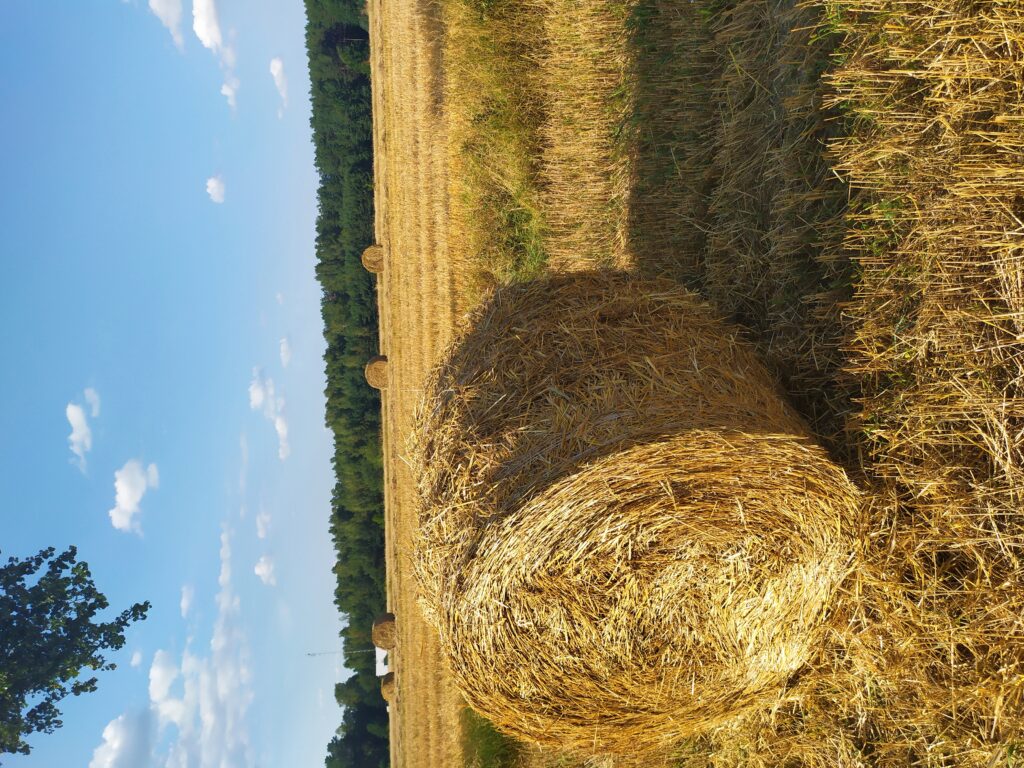 Pole z balotem słomy