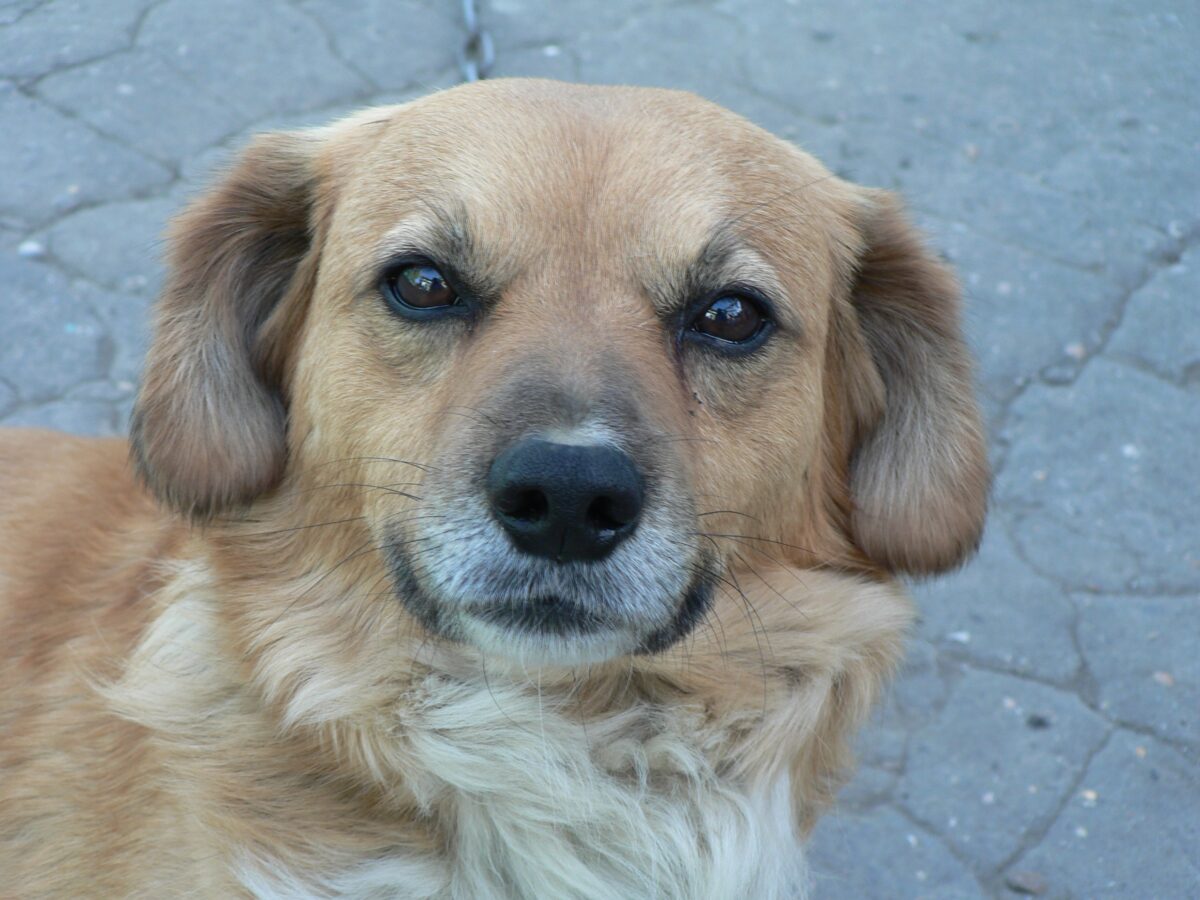 Pies, brązowa maść.