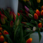 Kilkadziesiąt tulipanów w różnych kolorach.