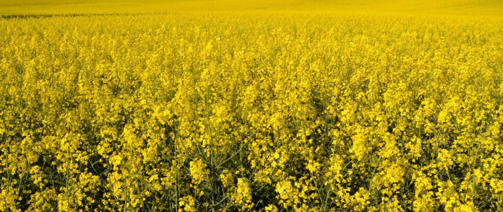 pole z kwitnącymi na żółto roślinami