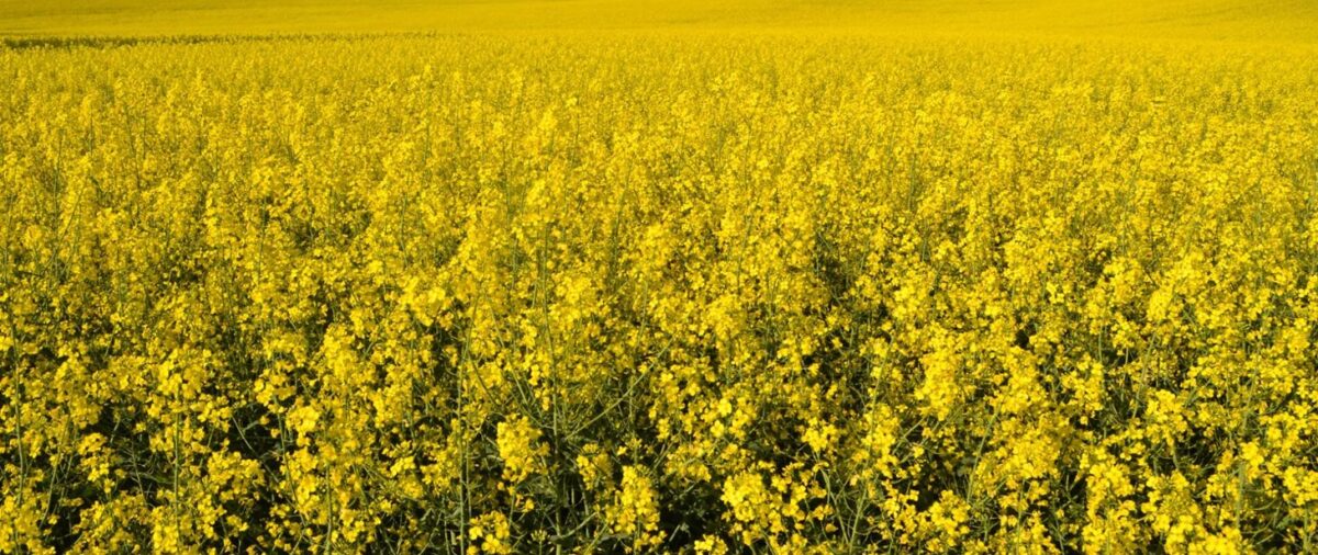 pole z kwitnącymi na żółto roślinami