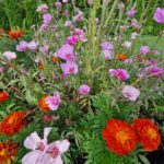 dom chodnik zielen niebo