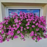 dom chodnik zielen niebo