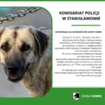 Na obrazku pojawia się pies, który pojawia się za ogrodzeniem, który pojawia się na posterunku policji w Stanisławowie. Na plakacie planu bezpieczeństwa społeczności oraz ujawnienia przestępczości.