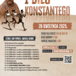 Plakat promujący I Bieg Konstantego z brązową rzeźbą mężczyzny, trzema biegaczami w ruchu i datą 26 kwietnia 2025. Beżowe tło, informacje o wydarzeniu, linki i godziny startu.